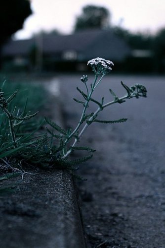 Hình minh họa từ gutter - máng xối thoát nước mưa