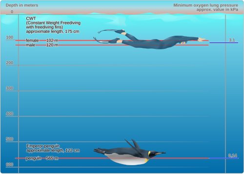 Hình minh họa từ freediving - môn lặn biển nín thở tự do