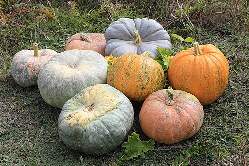 Hình minh họa từ squash - môn bóng quần vợt đập tường squash