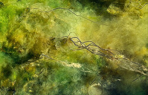 Hình minh họa từ Algae - Tảo biển, vi tảo