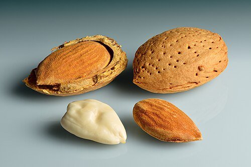 Hình minh họa từ almond - cây hạnh nhân