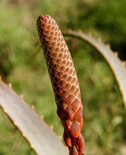 Hình minh họa từ aloe - nha đam / lô hội