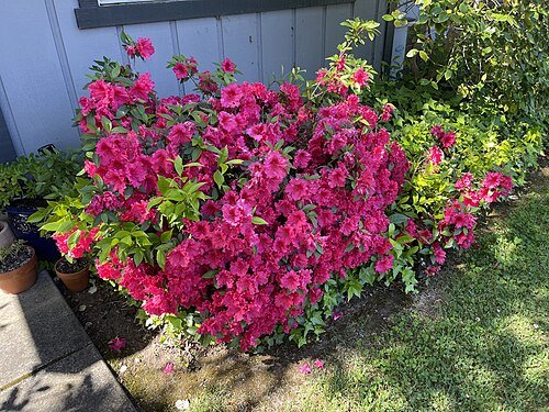 Hình minh họa từ azalea - hoa đỗ quyên