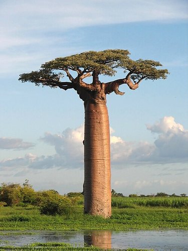 Imagen de baobab - baobab
