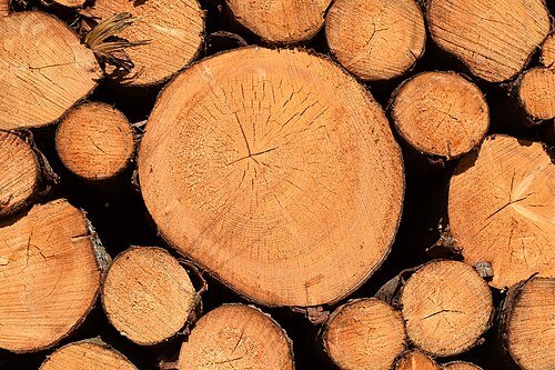Hình minh họa từ Bark - Vỏ cây