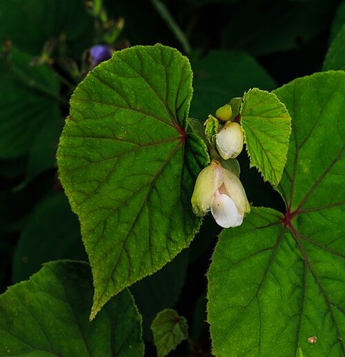 Imagen de begonia - begonia