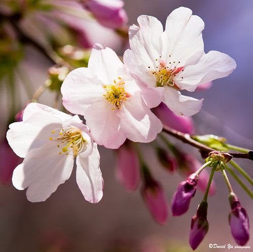 Hình minh họa từ Blossom - Hoa của cây ăn trái / nở rộ