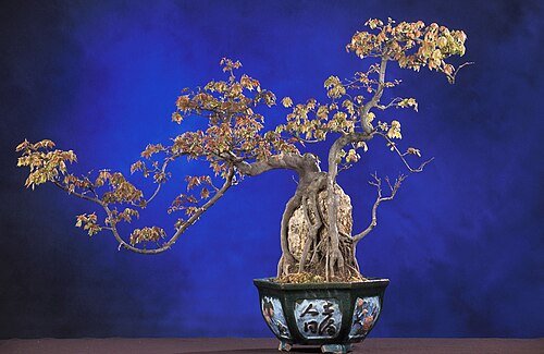Hình minh họa từ Bonsai - Cây cảnh bonsai