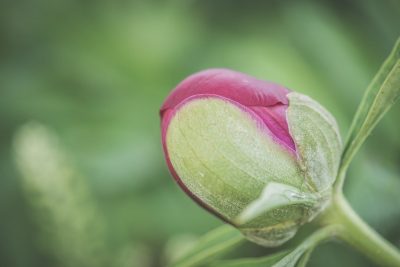 Hình minh họa từ Bud - Chồi, búp cây
