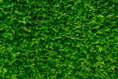 Hình minh họa từ Bush - Bụi cây