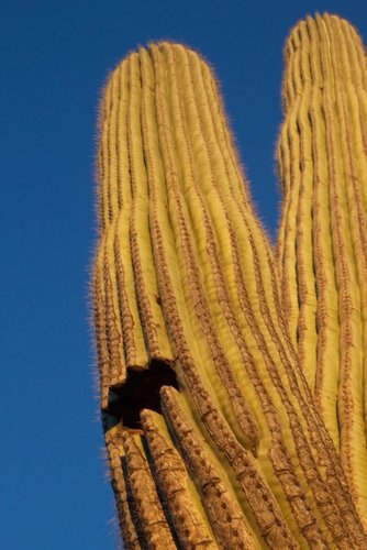 Hình minh họa từ Cactus - Cây xương rồng