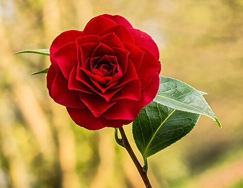 Hình minh họa từ camellia - hoa trà mi