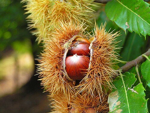 Hình minh họa từ chestnut - cây hạt dẻ
