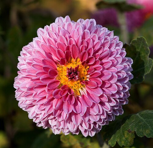 Imagen de Chrysanthemum - Crisantemo