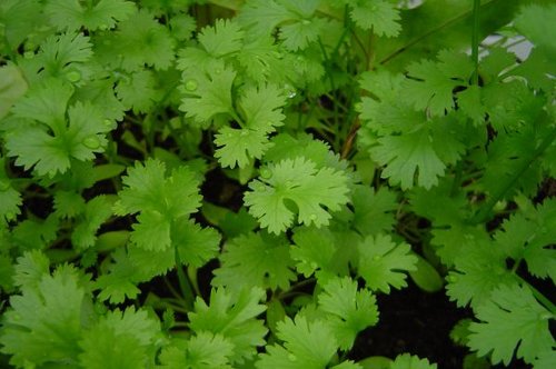 Hình minh họa từ coriander - rau mùi ta / rau ngò rí