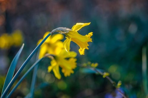 Hình minh họa từ daffodil - hoa thủy tiên vàng