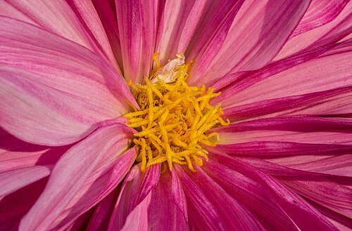 Hình minh họa từ dahlia - hoa thược dược