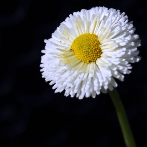 Hình minh họa từ Daisy - Hoa cúc dại, hoa cúc họa mi