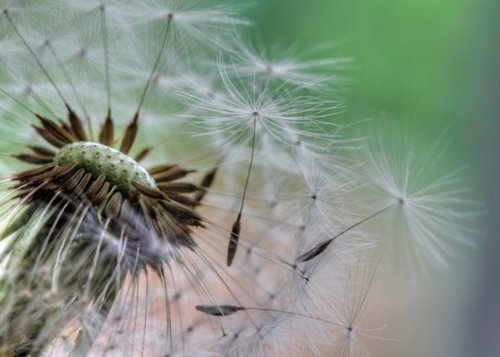 Hình minh họa từ Dandelion - Cây bồ công anh