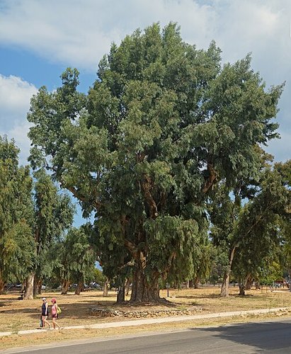 Hình minh họa từ eucalyptus - cây bạch đàn / cây khuynh diệp