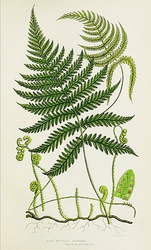 Hình minh họa từ Fern - Cây dương xỉ