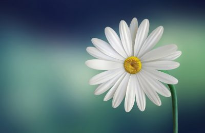 Hình minh họa từ Flower - Hoa