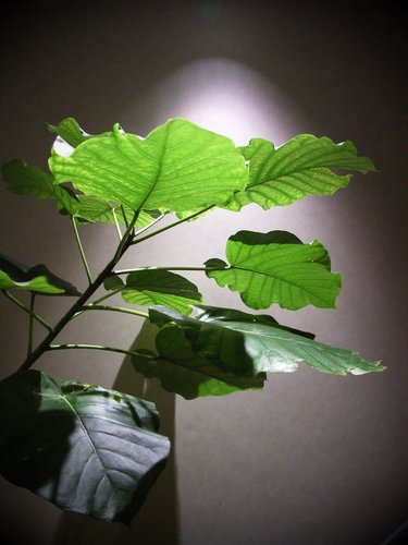 Hình minh họa từ Foliage - Tán lá, vòm lá cây