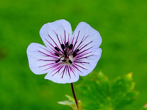 Imagen de geranium - geranio