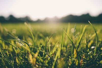 Hình minh họa từ Grass - Cỏ