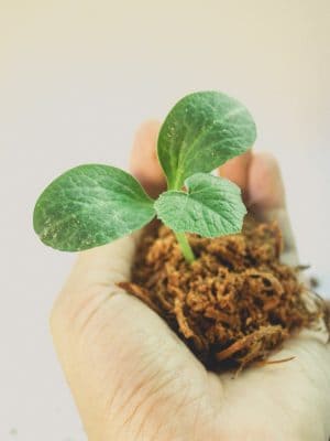Hình minh họa từ Grow - Mọc lên, lớn lên, phát triển