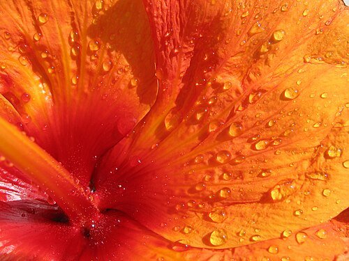 Hình minh họa từ hibiscus - hoa dâm bụt