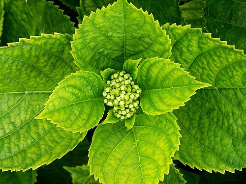 Hình minh họa từ hydrangea - hoa cẩm tú cầu
