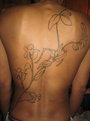 Hình minh họa từ Jasmine - Hoa nhài