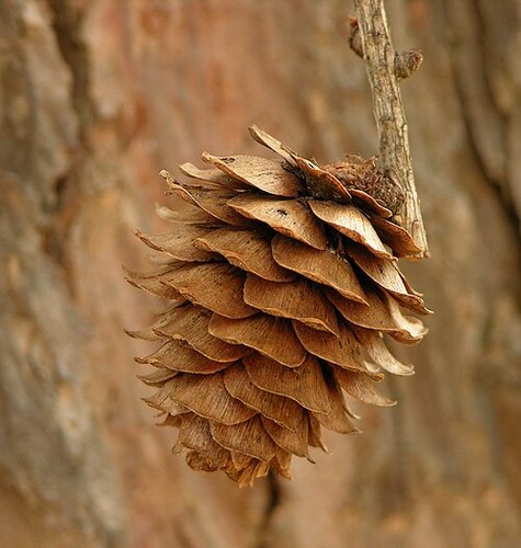 Hình minh họa từ larch - cây thông rụng lá