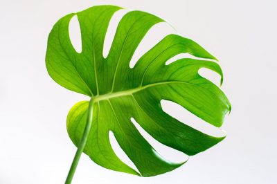 Hình minh họa từ Leaf - Lá cây