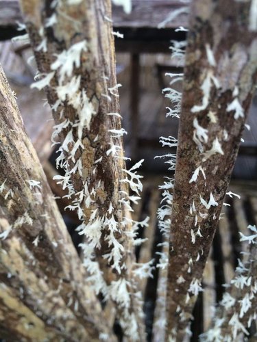 Hình minh họa từ lichen - địa y