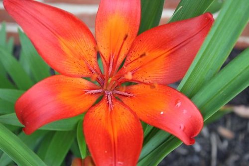 Hình minh họa từ Lily - Hoa ly, hoa bách hợp