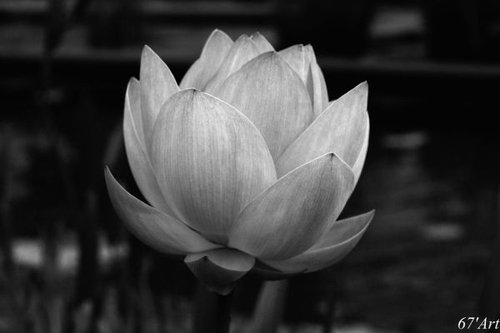 Hình minh họa từ Lotus - Hoa sen