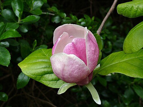 Hình minh họa từ magnolia - hoa mộc lan