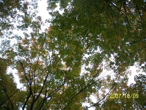 Imagen de Maple - Arce