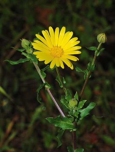 Hình minh họa từ Marigold - Hoa cúc vạn thọ