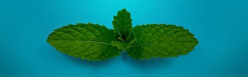 Hình minh họa từ mint - bạc hà