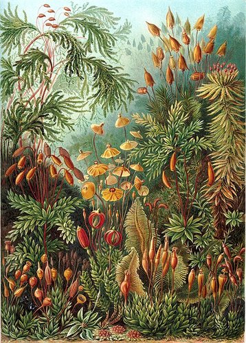 Hình minh họa từ Moss - Rêu