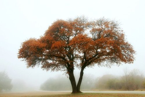 Hình minh họa từ Oak - Cây sồi, gỗ sồi