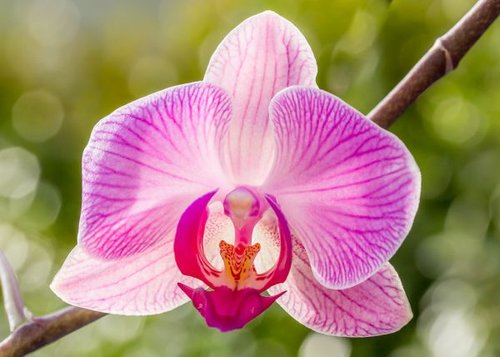 Hình minh họa từ Orchid - Hoa lan, phong lan