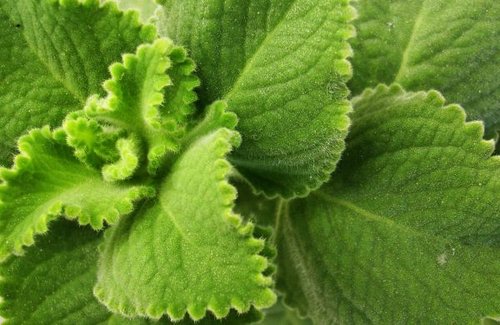 Hình minh họa từ oregano - kinh giới cay / lá thơm oregano
