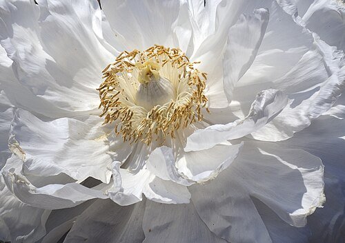 Hình minh họa từ peony - hoa mẫu đơn