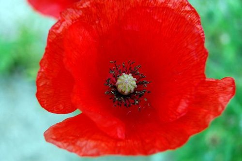 Hình minh họa từ poppy - hoa anh túc