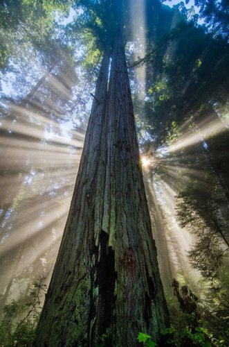 Hình minh họa từ Redwood - Cây gỗ đỏ Sequoia khổng lồ