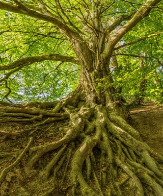 Hình minh họa từ Root - Rễ cây
